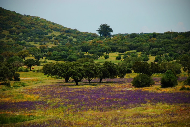 Dom Sprzedaż Serra de São Mamede Nature Park, Portalegre, Portugalia 3