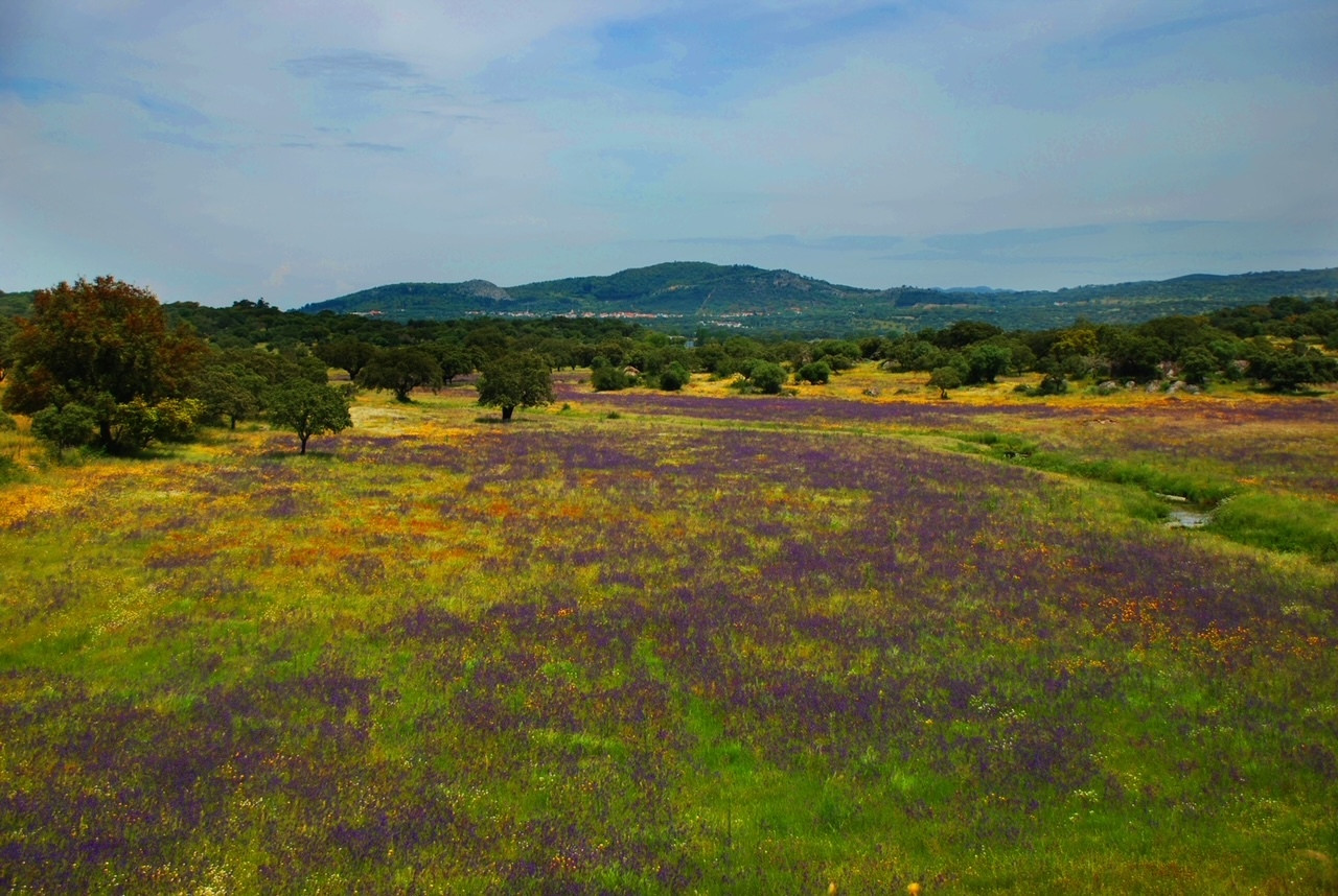 Dom Sprzedaż Serra de São Mamede Nature Park, Portalegre, Portugalia