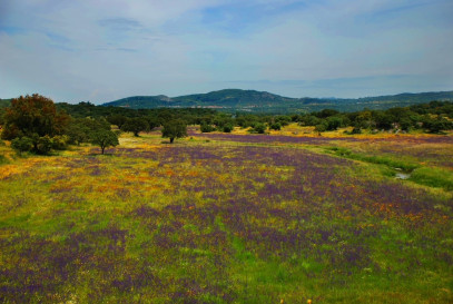 Dom Sprzedaż Serra de São Mamede Nature Park, Portalegre, Portugalia